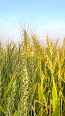 Macro close up of fresh young ears of green wheat in spring summer field