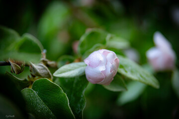 bourgeon de printemps