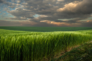 Sunrise over young green cereal field in spring - 788709075