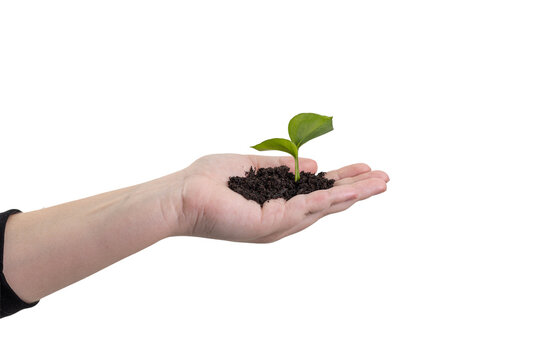 Planta de &aacute;rvore na m&atilde;o com solo,  isolada em fundo transparente - formato PNG.