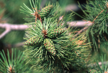 pine branch with cones, Pine cones, Strobili di Conifera. (Maritime pine, Pinus pinaster) State...