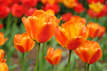 Orange and red triumph tulip, tulipa ‘Apeldoorn Elite’ in flower.