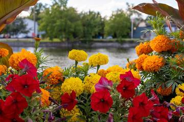 Flowers growing near river in Carleton Place in Ontario, Canada in summer. - obrazy, fototapety, plakaty