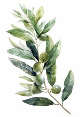 Delicate Watercolor Olive Branch Illustration Generative AI