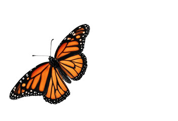 Fototapeta na wymiar Bright accent color colorful orange monarch butterfly on a transparent background black and orange monarch butterfly isolated