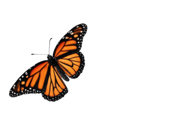 Bright accent color colorful orange monarch butterfly on a transparent background black and orange monarch butterfly isolated