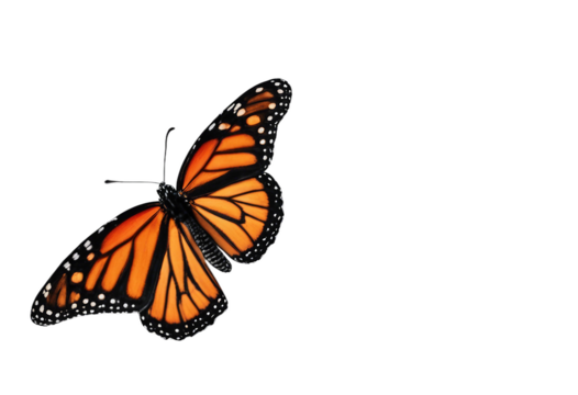 Bright accent color colorful orange monarch butterfly on a transparent background black and orange monarch butterfly isolated - Powered by Adobe