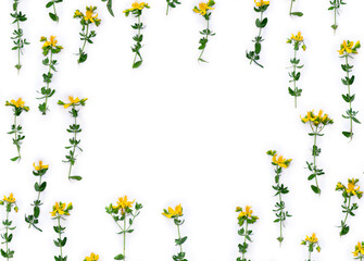 Yellow flowers tutsan ( Hypericum perforatum, St John's wort ) on a white background with space for text. Top view, flat lay. Medicinal herb
