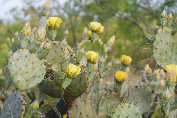 Yellow cactus flower during spring on prickly pear cacti in Texas landscape.