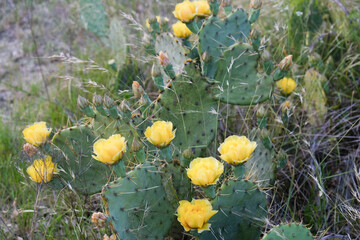 Texas landscape plant shows prickly pear cactus in yellow blooms during spring season.