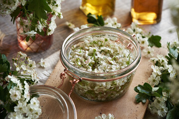 Preparation of herbal tincture from fresh hawthorn blossoms in spring