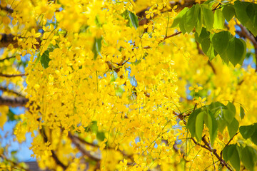 yellow flowers in spring, Golden Shower Tree