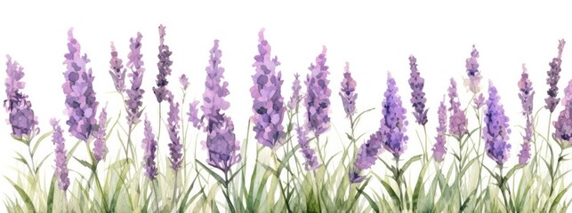 Watercolor clipart of many lavender flowers with a few straight, standing stalks in a large patch