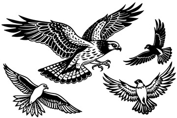 Hawk Osprey Falcon Pigeon Seagull flying in the sky vector silhouette 