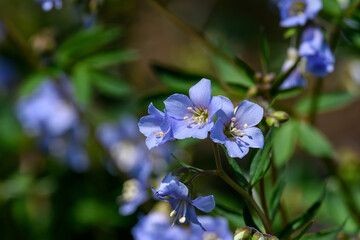 Jacobs Ladder flowers with a blurred background. The flower is a herbaceous perennial and spring...