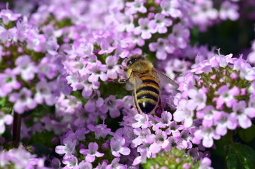 Biene auf blühendem Feldthymian - 788723011