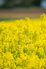 Blooming Rapeseed field