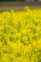 Blooming Rapeseed field