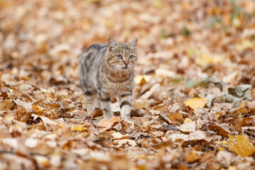 Funny stray cat walking through autumn leaves