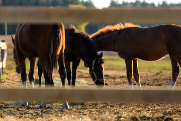 Group of young horses grazing grass at ranch