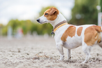 Jack Russell terrier attentively watching on the side