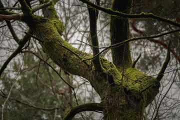 Early spring forest landscape