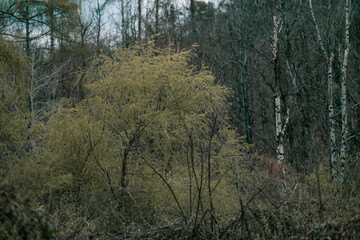 Early spring forest landscape