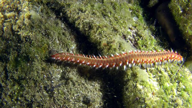The poisonous polychaete Bearded fireworm (Hermodice carunculata) crawls along the seabed, then leaves the frame, medium shot.