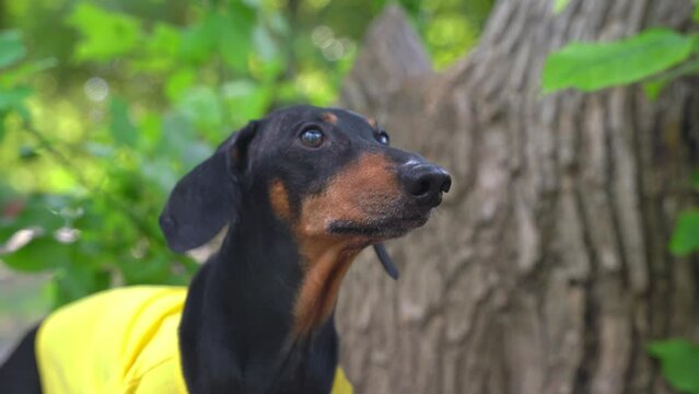 A dachshund dog in a bright yellow T-shirt walks in the park, sniffs a tree trunk, waves its head from discomfort in the ears, otitis, microscopic mite, diseases from ingestion of water