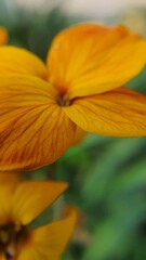 Astonishing yellow flower