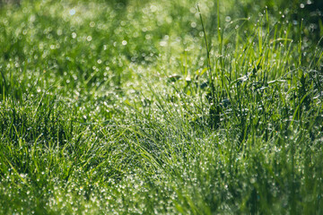gros plan sur l'herbe et la rosée du matin 