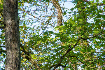 pic épeiche posé sur une branche en forêt