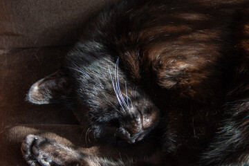 gros plan sur un chat noir faisant la sieste