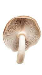 Photo of the underside of a mushroom cap