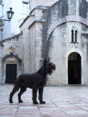 A black Schnauzer dog reclines on an old cobblestone street, gazing down a timeless staircase flanked by classic European architecture. - 788738284