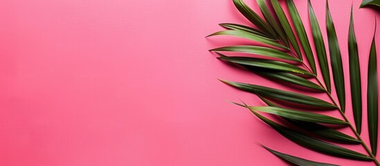 Copy space available on a bright pink background with a tropical palm tree leaf.