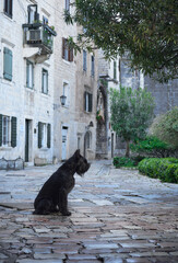 A black Schnauzer dog reclines on an old cobblestone street, gazing down a timeless staircase flanked by classic European architecture. - 788738644