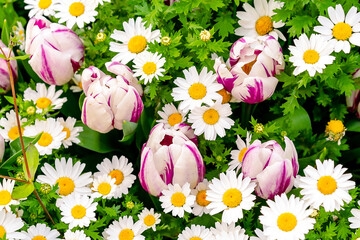 Background. A carpet of green grass and many daisies and white tulips among them. Tulips among...
