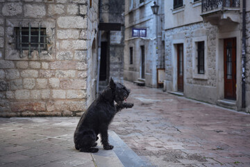 A black Schnauzer dog reclines on an old cobblestone street, gazing down a timeless staircase flanked by classic European architecture. - 788739270
