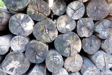 A pile of logs with wooden texture for a natural background backdrop 