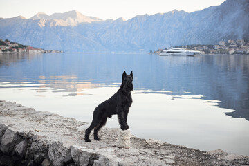 A black Schnauzer stands proudly on a seaside promenade. The still waters mirror the peaceful morning sky