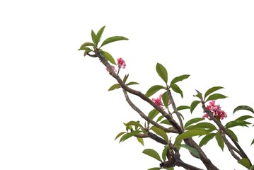 A sweet pink plumeria blossom with leaves branches on white isolated background 