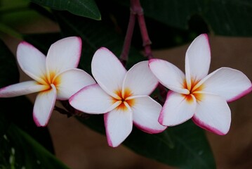 A sweet two tones Plumeria flower blossom with dark background 