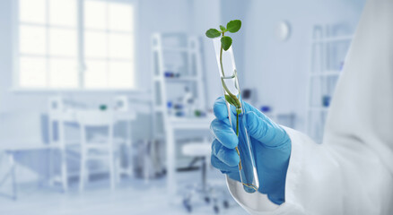 Scientist holding test tube with plant on white background