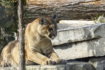 The cougar (Puma concolor), native American animal known as catamount, mountain lion, painter,...