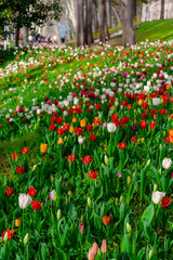 Background from many colorful tulips. Floral background from a carpet of multi-colored tulips.