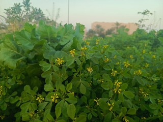 leaves on the vine