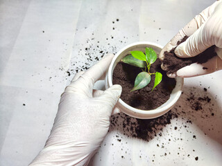 Transplanting a Young Flower Into a New Pot at Home. Hands in gloves placing a young plant ficus Benjamin nto a pot with fresh soil