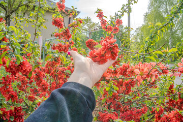 Closeup of flowering of Japanese quince or Chaenomeles japonica tree in spring
