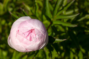 Unblown peony soft pink delicate flower on green leaves blurred background. Subtle peony bud summer bloom closeup. Natural beauty composition with copy space for your text.